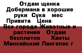 Отдам щенка Добермана в хорошие руки. Сука 5 мес. Привита › Цена ­ 5 000 - Все города Животные и растения » Отдам бесплатно   . Ханты-Мансийский,Лангепас г.